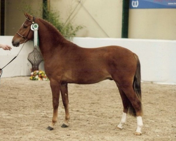 stallion Hoppenhof's Jasper (New Forest Pony, 2004, from Woodrow Carisbrooke)