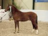 Deckhengst Hoppenhof's Jasper (New-Forest-Pony, 2004, von Woodrow Carisbrooke)