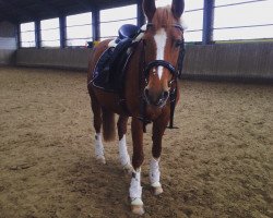 broodmare Daimy de Luxe (German Riding Pony, 2001, from Diamond Boy)