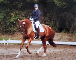 dressage horse Coloured Knee Cathy (German Warmblood, 2004, from Copa del Ray)