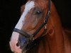 dressage horse Rocketman 6 (Hanoverian, 2006, from Rascalino)