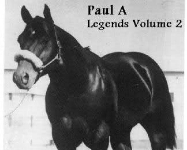 stallion Paul A (Quarter Horse, 1948, from Star Deck)