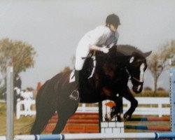 horse Nuriosa B (Belgian Warmblood, 1990, from Pachat II)