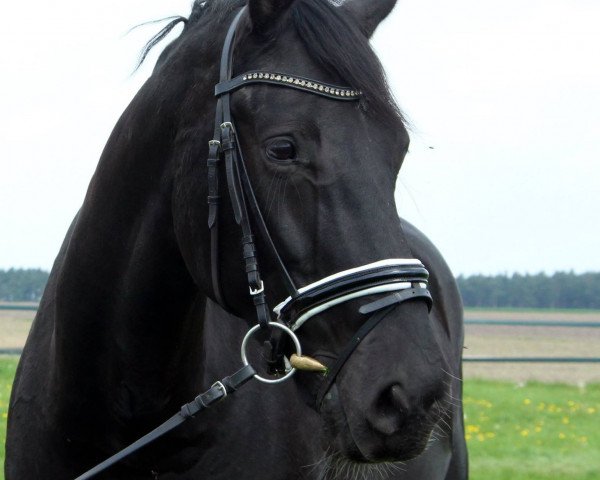 dressage horse Santiago Negro (Hanoverian, 2010, from Sarkozy 3)