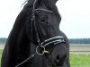 dressage horse Santiago Negro (Hanoverian, 2010, from Sarkozy 3)