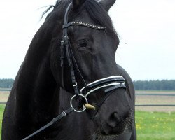 dressage horse Santiago Negro (Hanoverian, 2010, from Sarkozy 3)