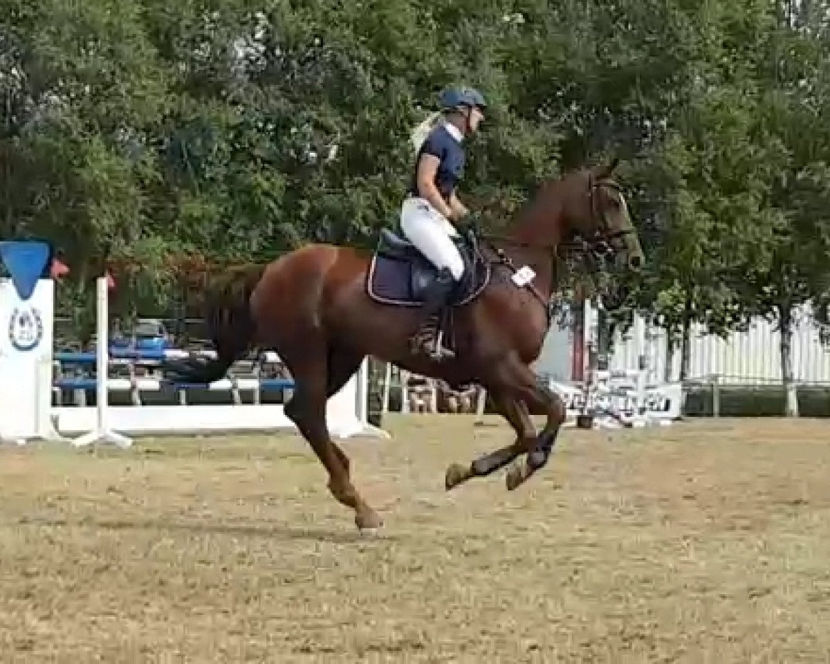Springpferd Duchessa Calina (Hannoveraner, 2014, von Dr. Watson)