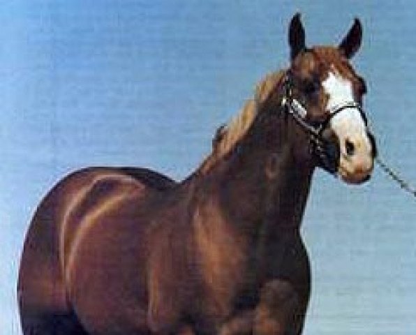 Deckhengst Sonny Go Lucky (Quarter Horse, 1972, von Sonny Dee Bar)