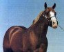 Deckhengst Sonny Go Lucky (Quarter Horse, 1972, von Sonny Dee Bar)