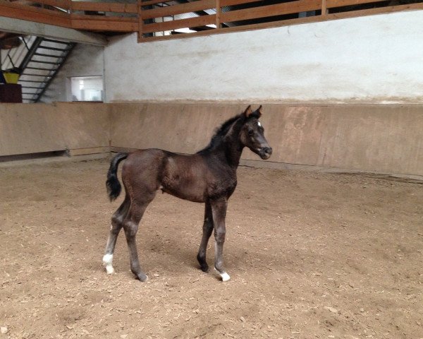 dressage horse Salma Hayek (Hanoverian, 2014, from Scuderia)