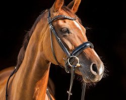 broodmare Bailamée (German Sport Horse, 2011, from Bailamos Biolley)