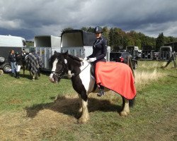 dressage horse Harry 216 (unknown, 2010)