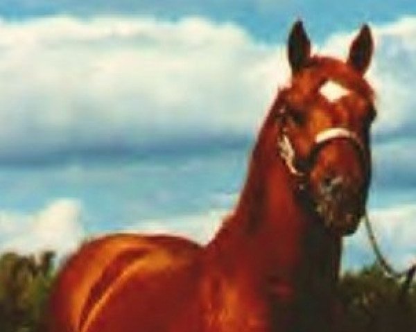 stallion Eternal Sun (Quarter Horse, 1958, from Eternal War xx)