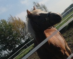 Pferd Stanley (Haflinger, 1992, von Stratho)