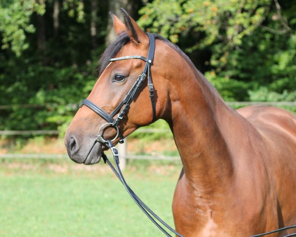 horse Mönchshof's C'est la Vie (German Warmblood, 2010, from Rajko)