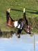 dressage horse Barneby 31 (German Riding Pony, 2013, from Bolero II)