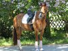 Springpferd Murphys Foal (Irish Sport Horse, 2010)