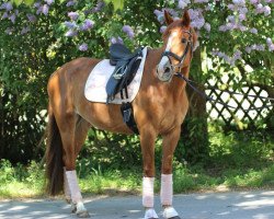 jumper Murphys Foal (Irish Sport Horse, 2010)