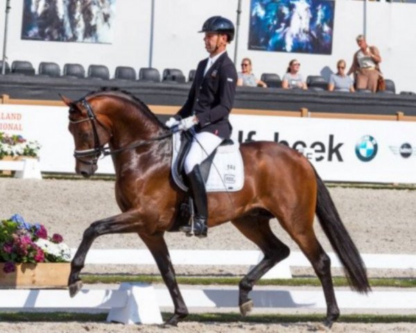 stallion Incognito (Royal Warmblood Studbook of the Netherlands (KWPN), 2013, from Davino V.O.D.)