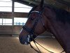 dressage horse Ernst-August 5 (Oldenburg, 2003, from El Bundy)