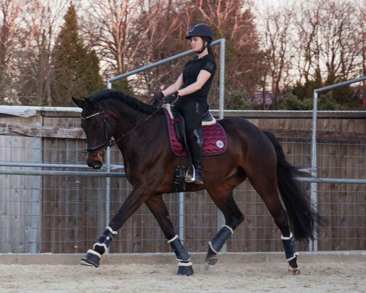 dressage horse Fredericus Rex 14 (Trakehner, 2009, from Lord Luciano 2)
