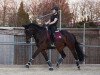 dressage horse Fredericus Rex 14 (Trakehner, 2009, from Lord Luciano 2)