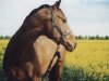 broodmare Pamina (Hanoverian, 1990, from Passepartout)