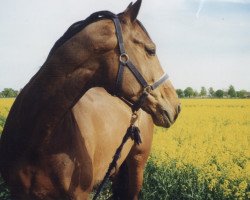 broodmare Pamina (Hanoverian, 1990, from Passepartout)