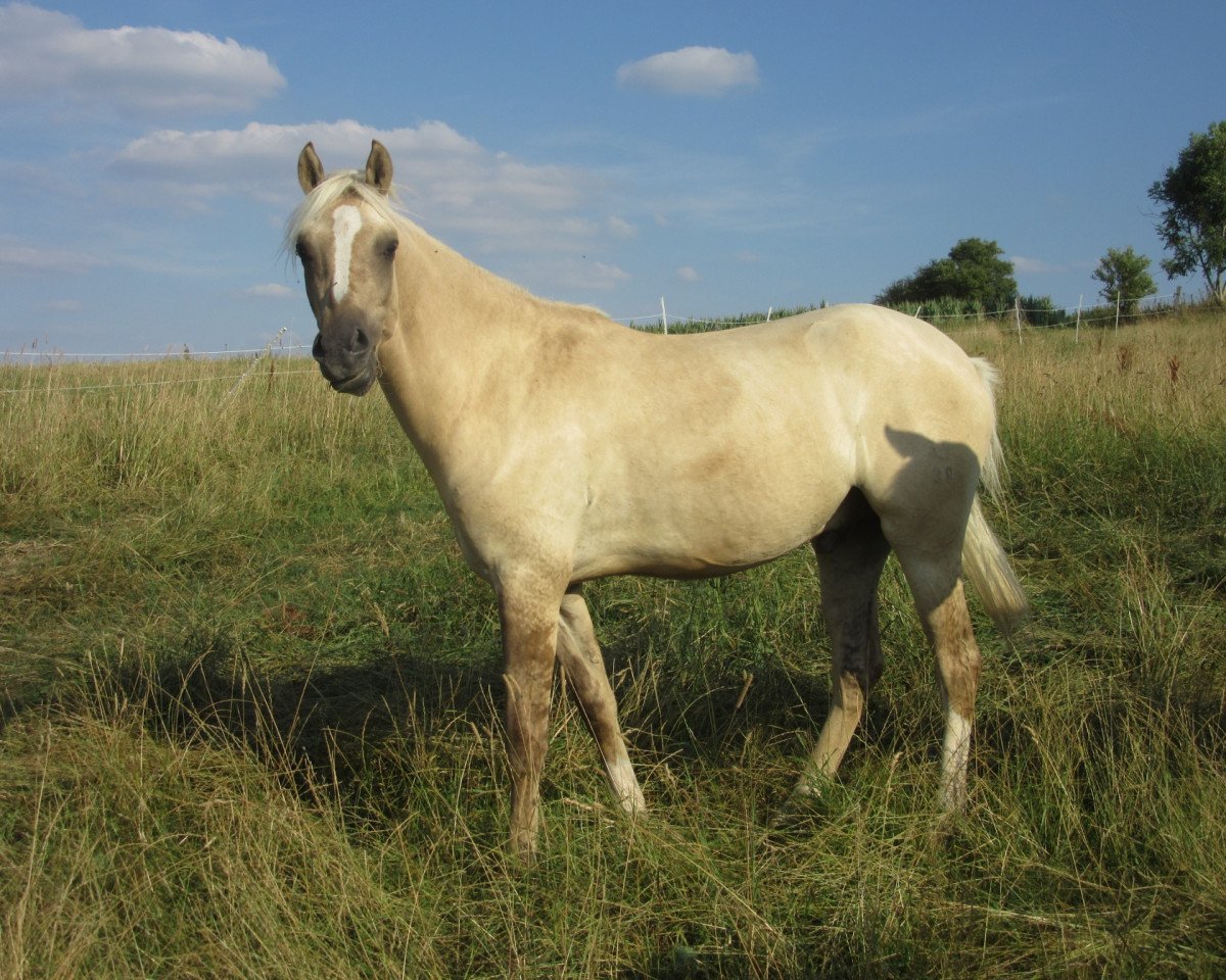 dressage horse Datings Devito RH (German Riding Pony, 2016, from Dating AT NRW)