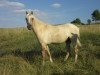 dressage horse Datings Devito RH (German Riding Pony, 2016, from Dating At NRW)