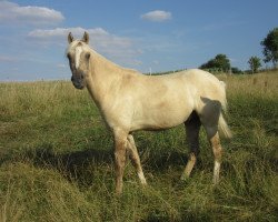 Dressurpferd Datings Devito RH (Deutsches Reitpony, 2016, von Dating At NRW)