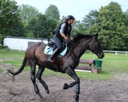 dressage horse Hoheit (Hanoverian, 2001, from Heraldik xx)