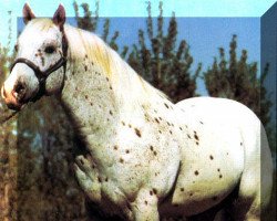 stallion Prince David (Appaloosa, 1972, from Prince Plaudit)