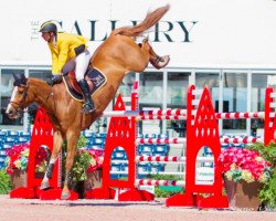 jumper Vitiki (Hanoverian, 2008, from Valentino)