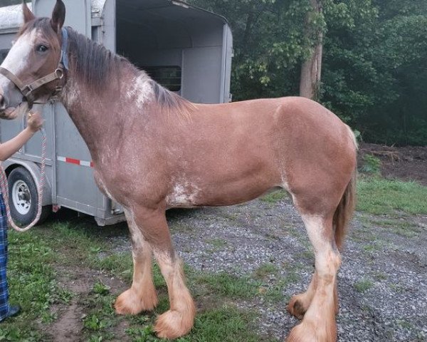 broodmare Gor-Dey Coral (Clydesdale, 2015, from 2S Above All's Mister Keynote)