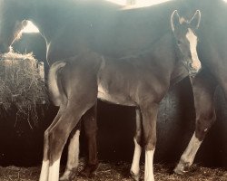 dressage horse Siggi (Hanoverian, 2019, from Secret)