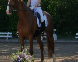 dressage horse Cäpt'n Cuk (German Sport Horse, 2008, from Contract)