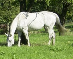 broodmare Noblesse Oblige 9 (Hanoverian, 1992, from Neuquen xx)