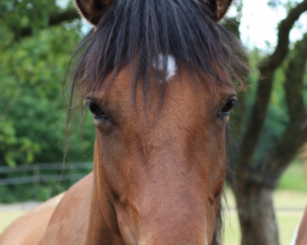 broodmare Darling vom Derkingshof (German Riding Pony, 2013, from Dankeschön)