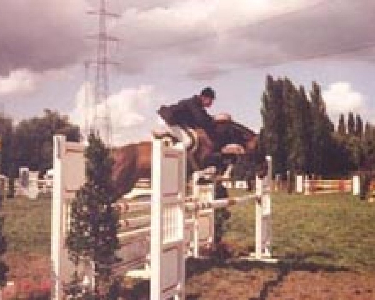 broodmare Chiquita (Hanoverian, 1976, from Cardinal xx)