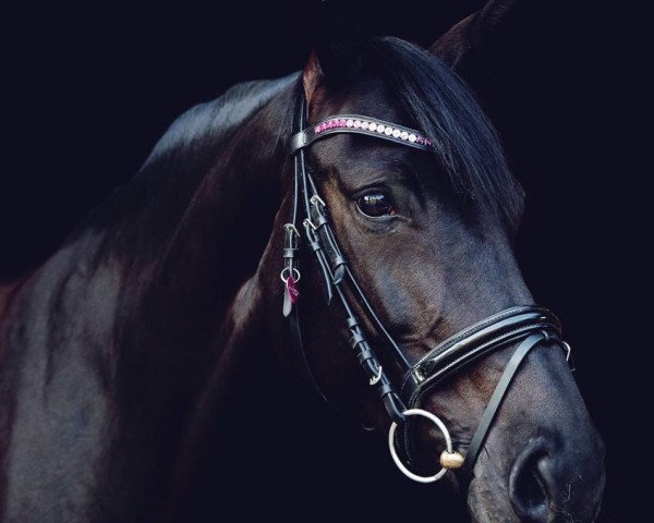 dressage horse Delou (Oldenburg, 2009, from Davis Cup)