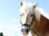 dressage horse Steamboat (Haflinger, 2008, from Standing Ovation)