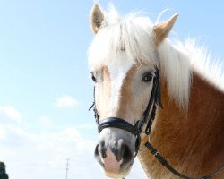 Dressurpferd Steamboat (Haflinger, 2008, von Standing Ovation)