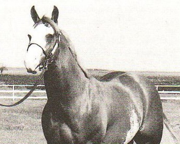 Deckhengst Triple's Titan (Paint Horse, 1975, von Triple's Image)