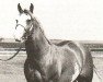 stallion Triple's Titan (Paint Horse, 1975, from Triple's Image)