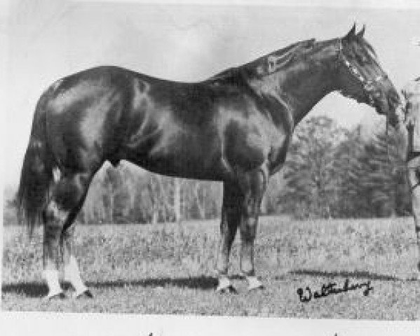 Pferd Skip Pine Skip (Quarter Horse, 1974, von Skipper's Lad)