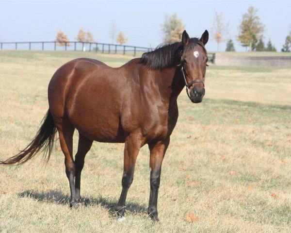 broodmare Date to Remeber xx (Thoroughbred, 2008, from Bernardini xx)