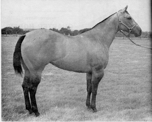 Zuchtstute Poco Lon (Quarter Horse, 1957, von Poco Bueno)