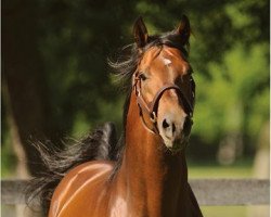 stallion Wilburn xx (Thoroughbred, 2008, from Bernardini xx)