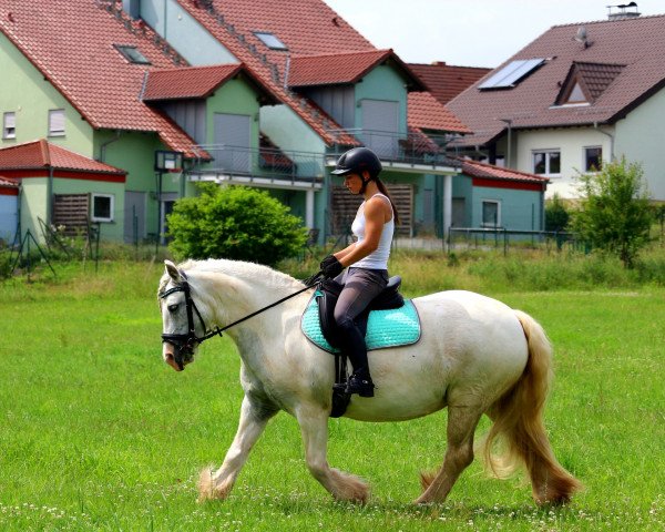 broodmare Silver Cloud (Pony without race description, 2008, from Rufus 66)